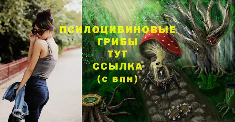 ссылка на мегу как войти  Котельники  Псилоцибиновые грибы Cubensis  где продают  